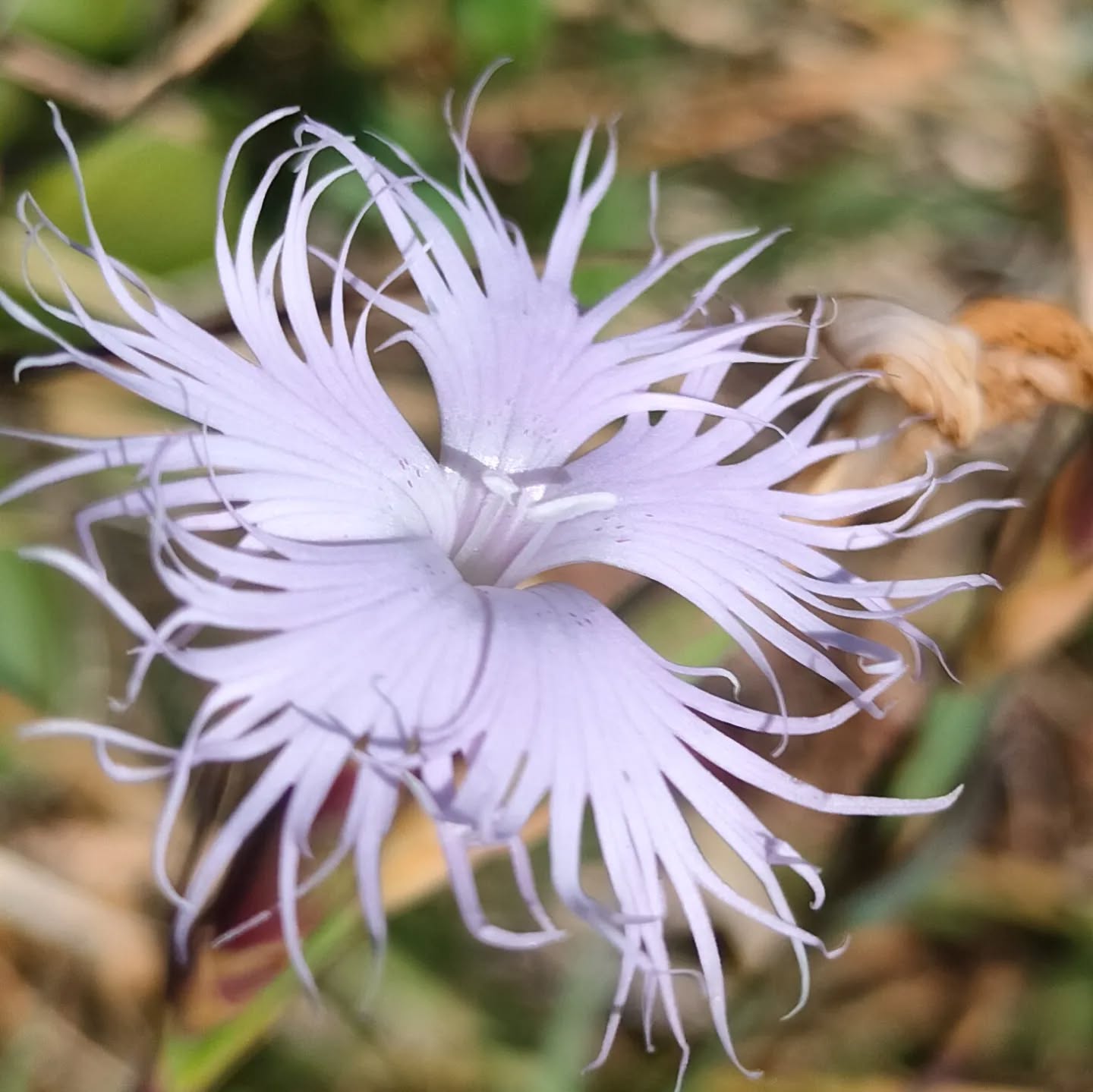 Photo de L'Astrantia — Fleuriste à Annecy